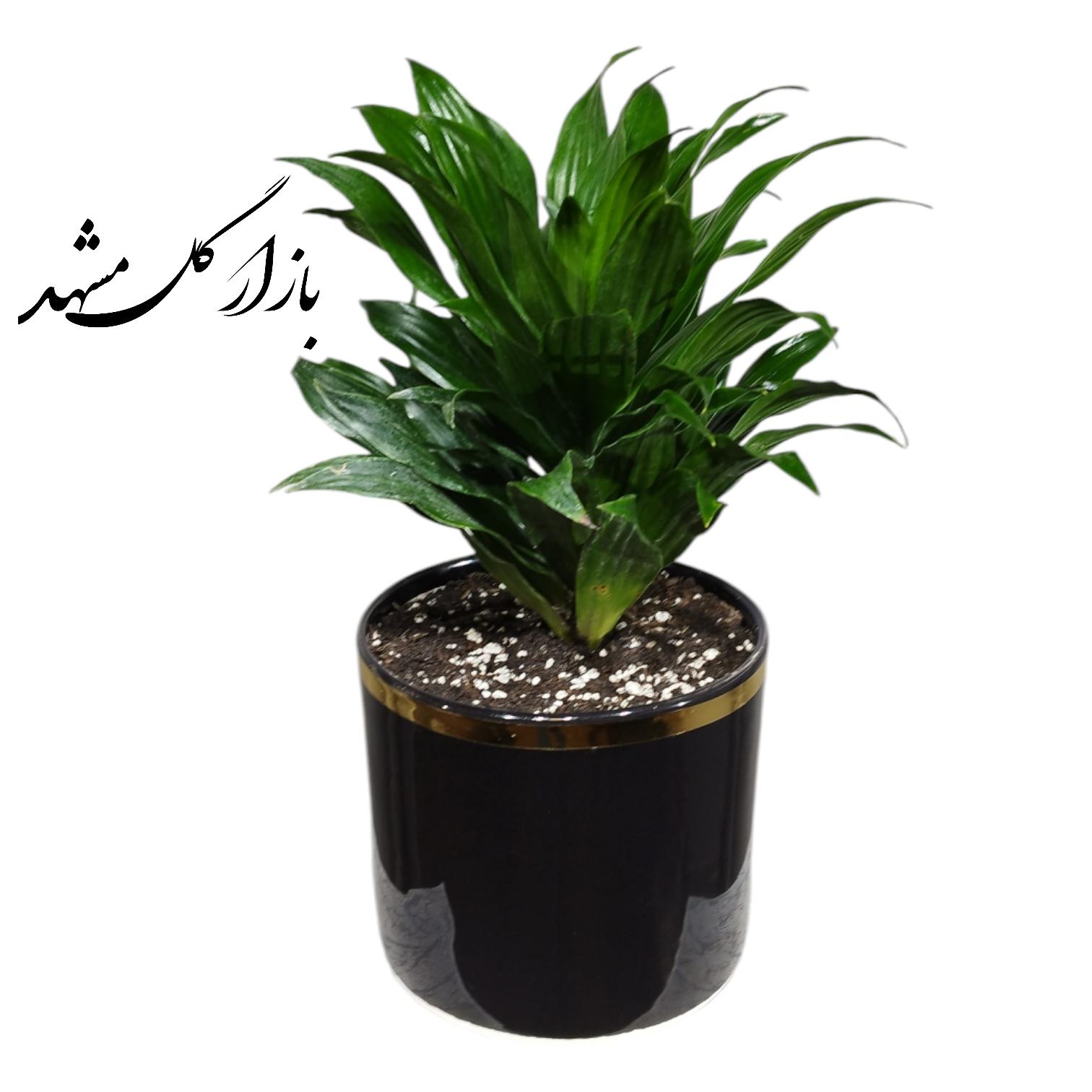 دراسنا کامپکت بازار گل مشهد