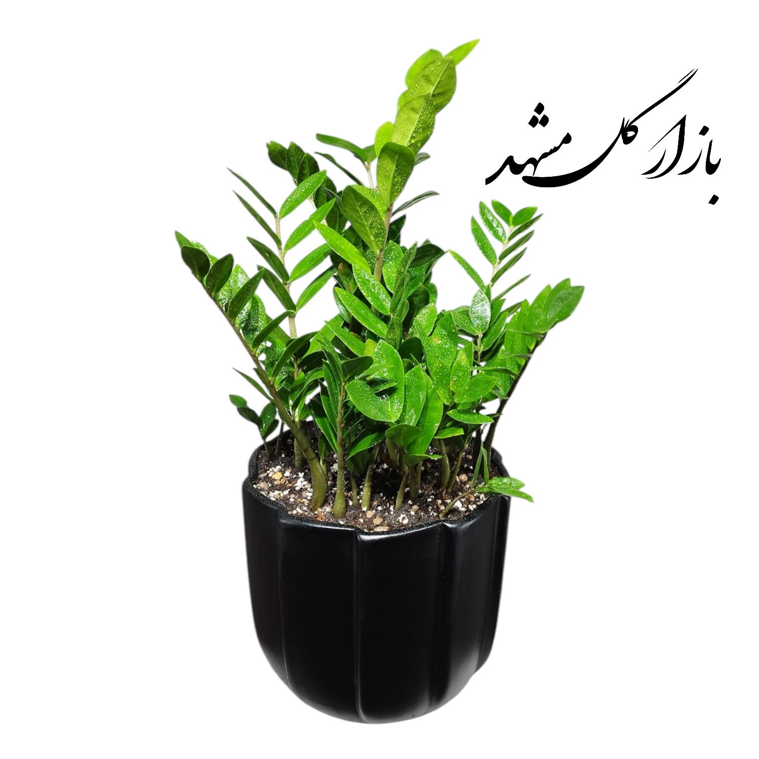 گیاه زاموفیلیا سبز به همراه گلدان سرامیکی مشکی بازار گل مشهد