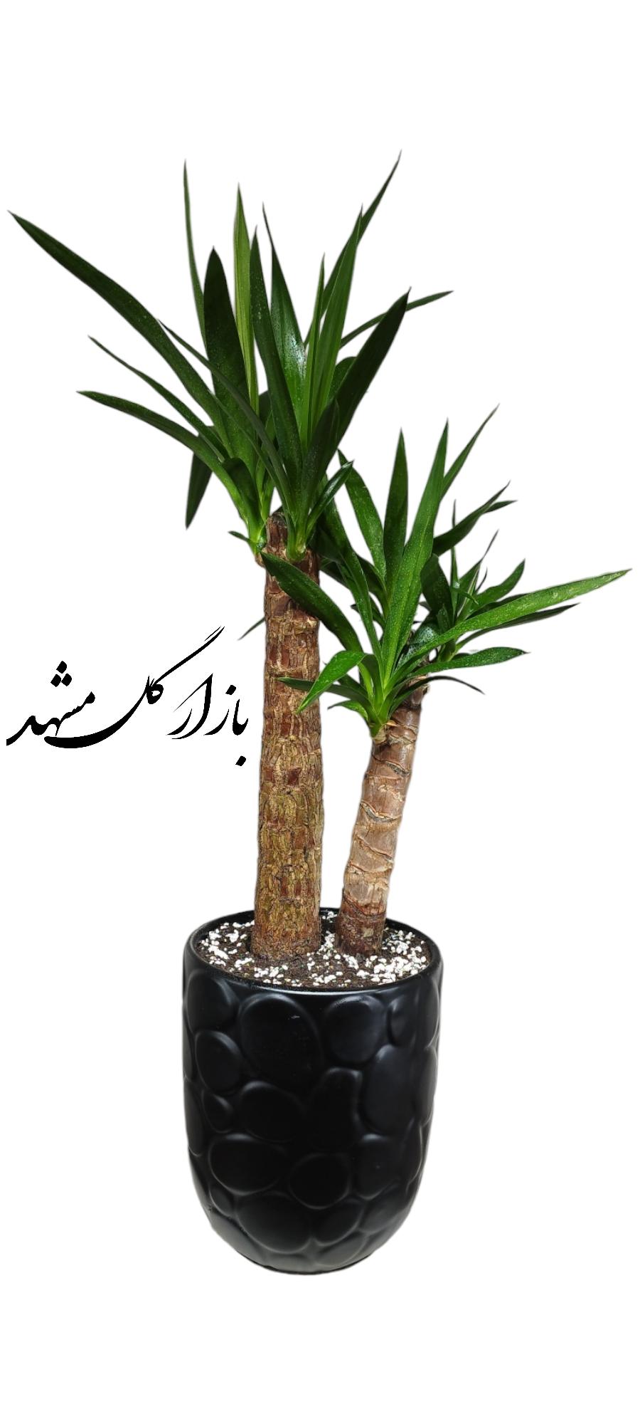 گیاه یوکا بونسای بازار گل مشهد
