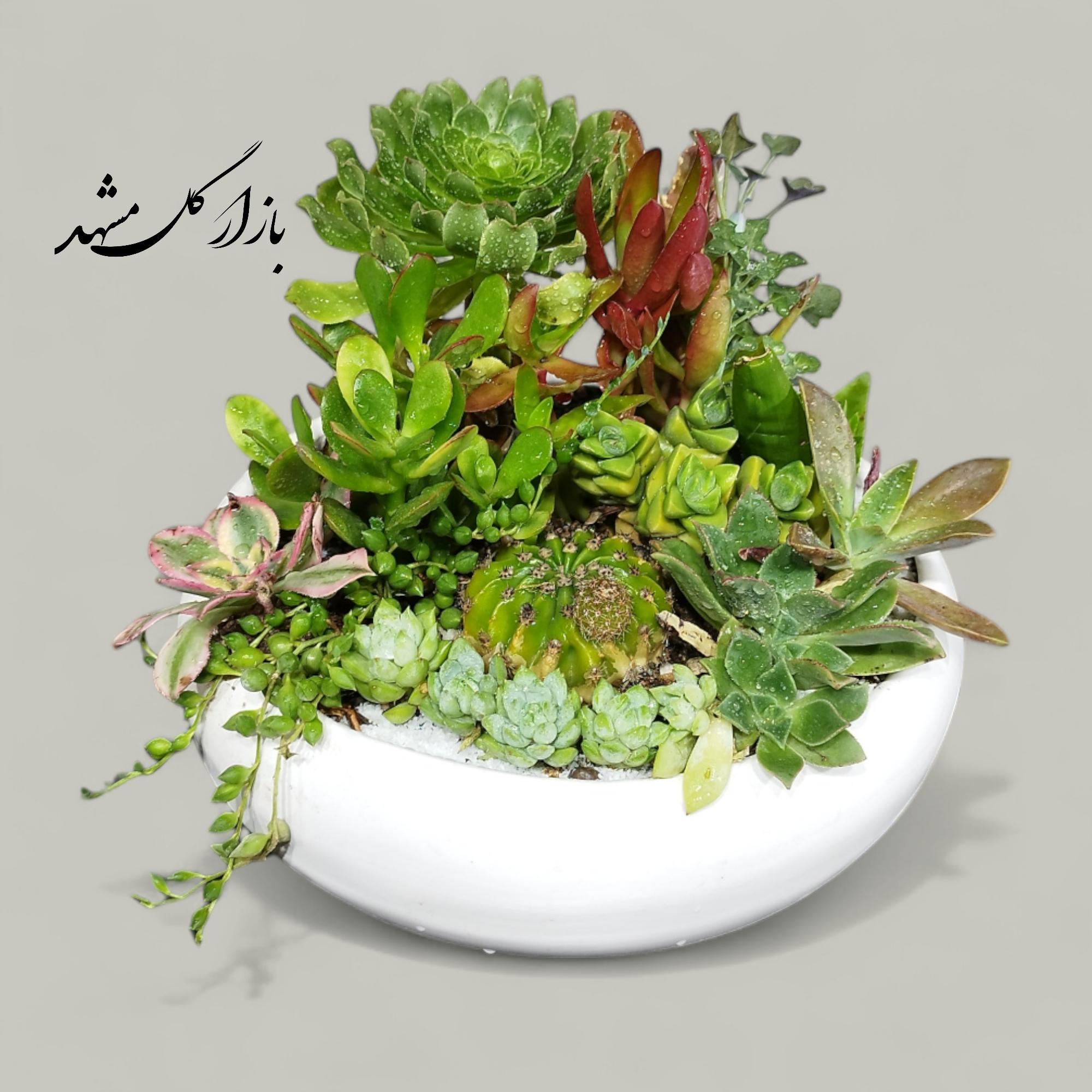 دیشگاردن ساکولنت سایز کوچک