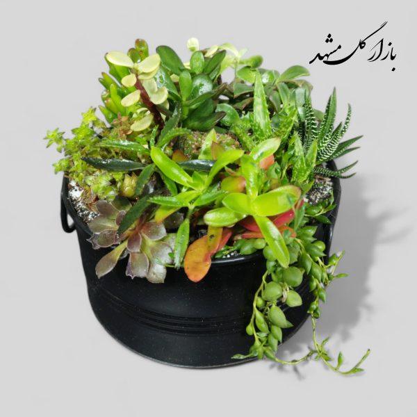 دیشگاردن ساکولنت کاکتوس بازار گل مشهد