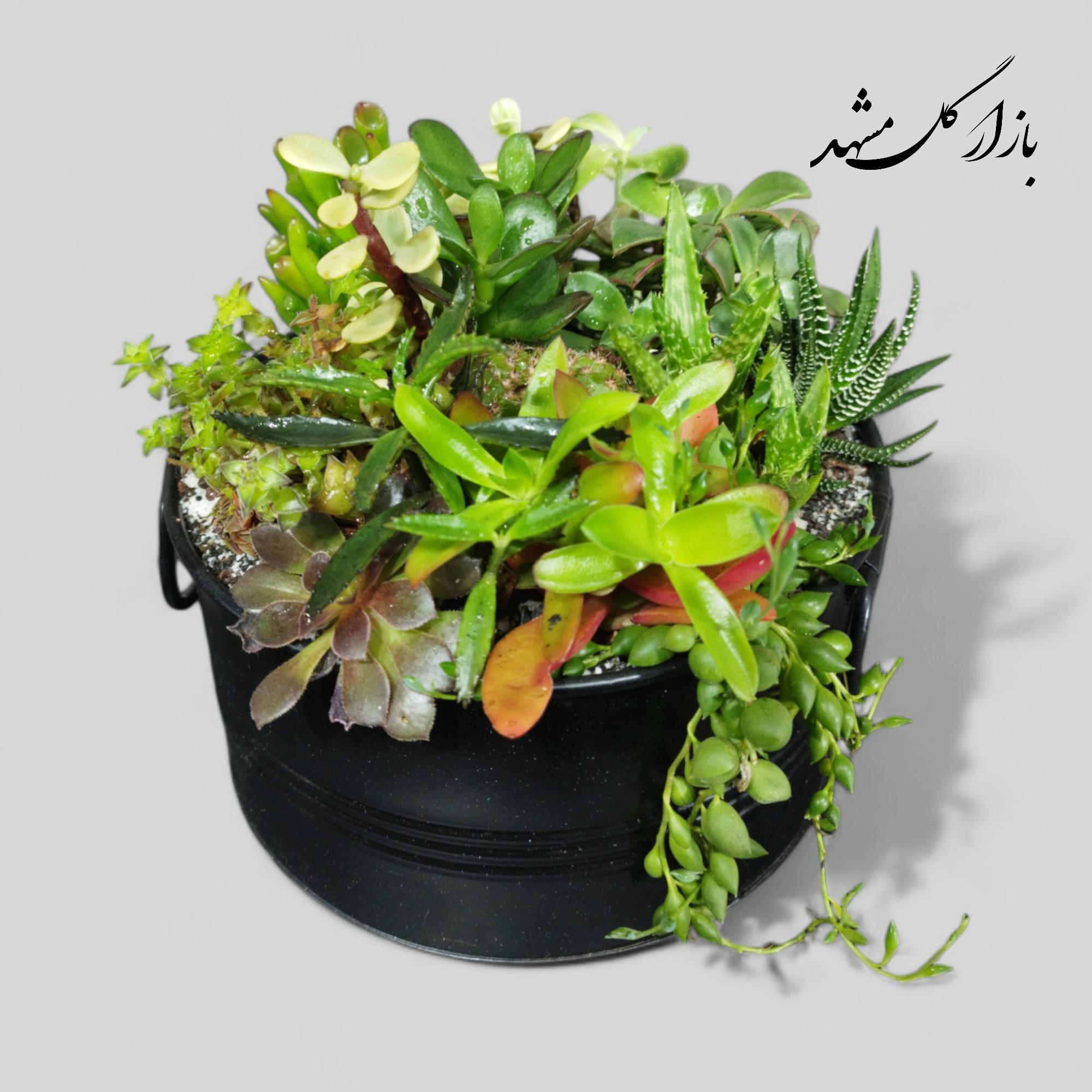 دیشگاردن ساکولنت کاکتوس بازار گل مشهد