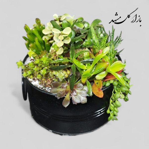 دیشگاردن ساکولنت کاکتوس بازار گل مشهد