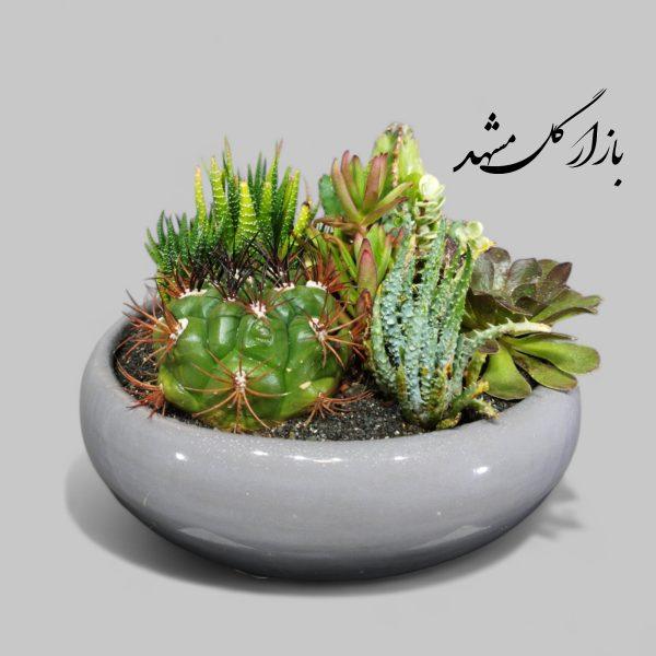 دیشگاردن ترکیبی ساکولنت کاکتوس بازار گل مشهد