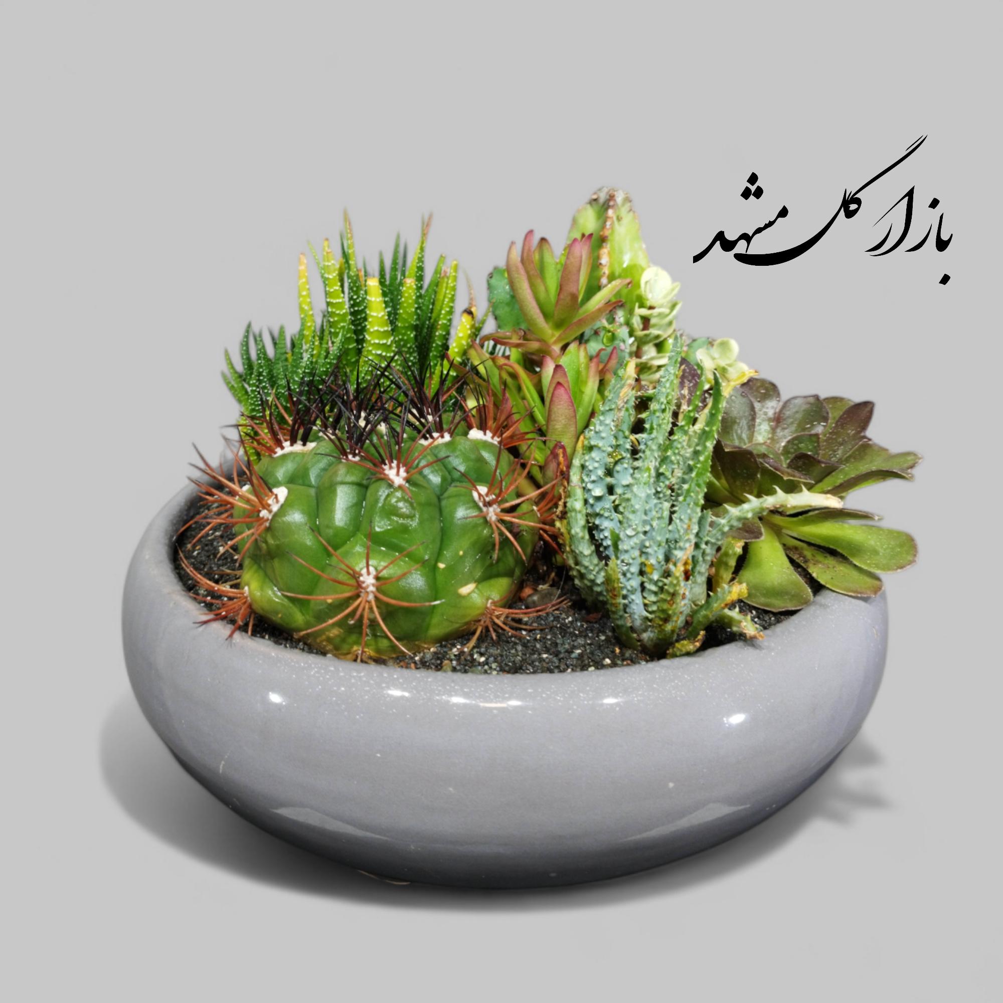 دیشگاردن ترکیبی ساکولنت کاکتوس بازار گل مشهد