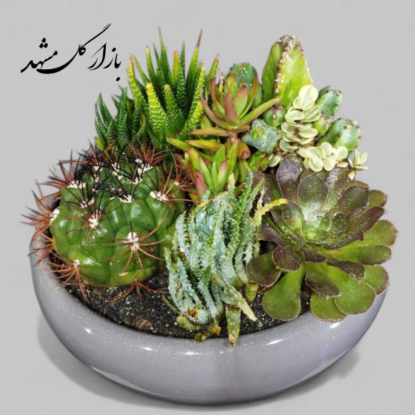 دیشگاردن ترکیبی ساکولنت کاکتوس بازار گل مشهد