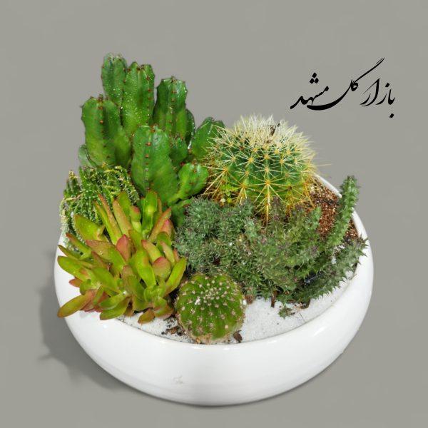 دیشگاردن کاکتوس ساکولنت بازار گل مشهد