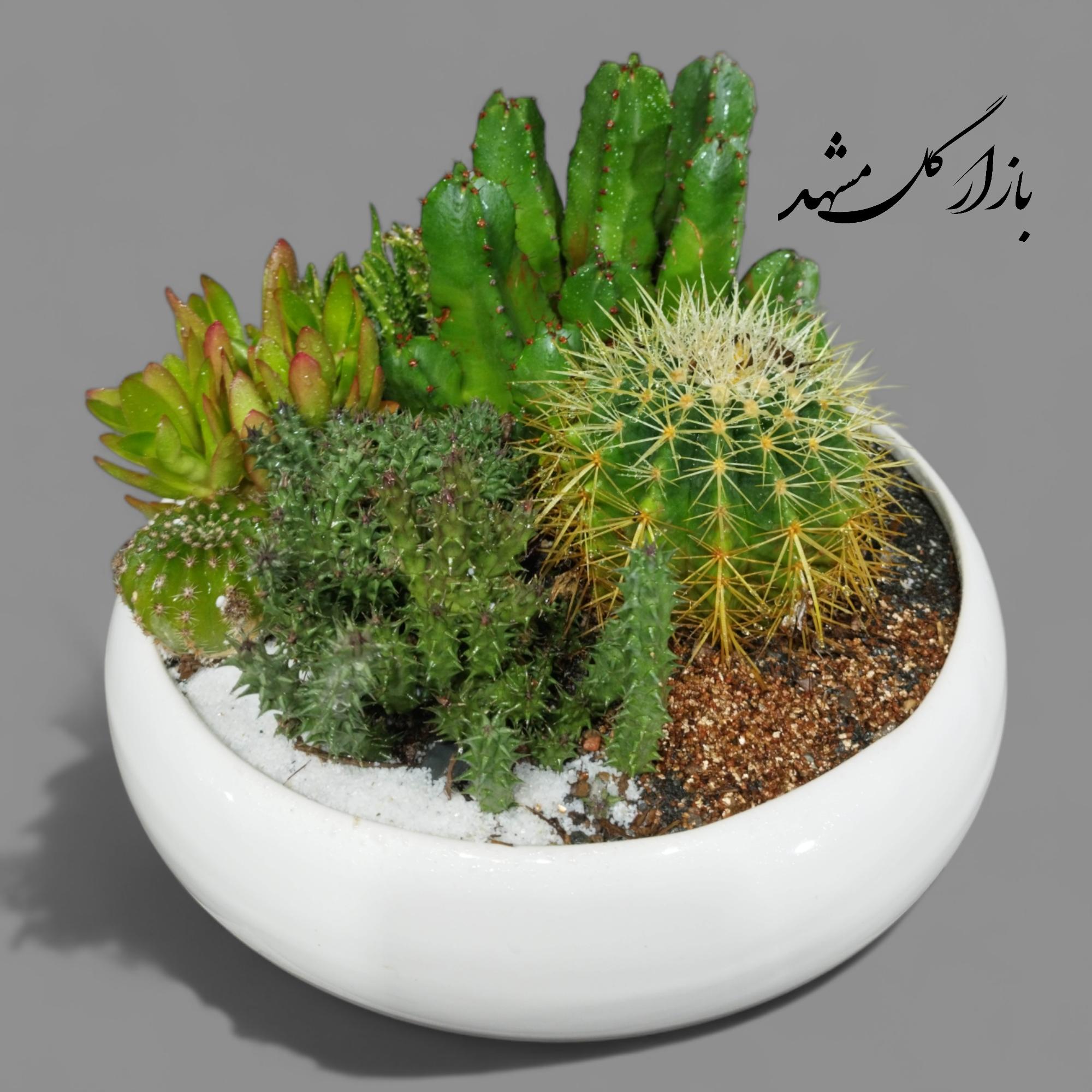 دیشگاردن کاکتوس ساکولنت بازار گل مشهد