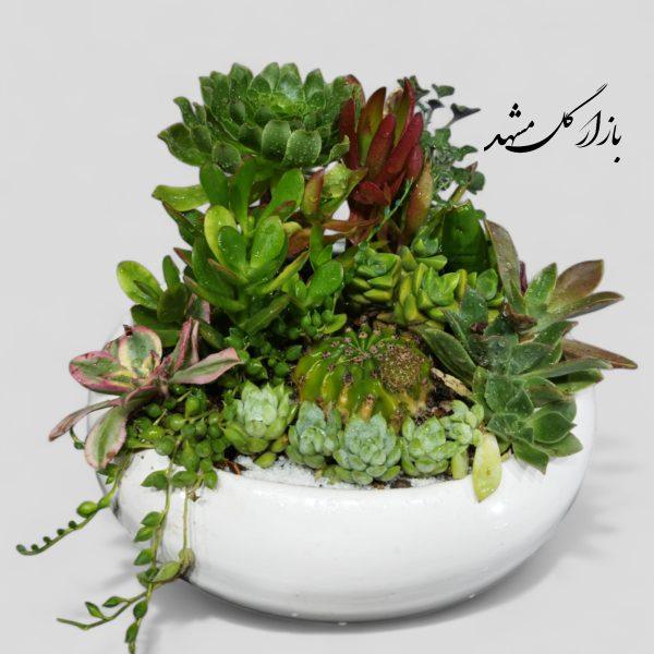 دیشگاردن ساکولنت سایز کوچک