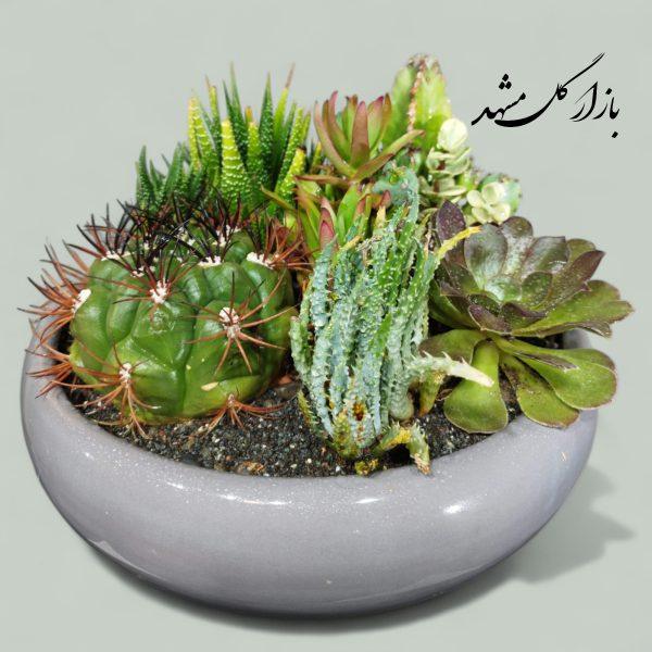 دیشگاردن ترکیبی ساکولنت کاکتوس بازار گل مشهد