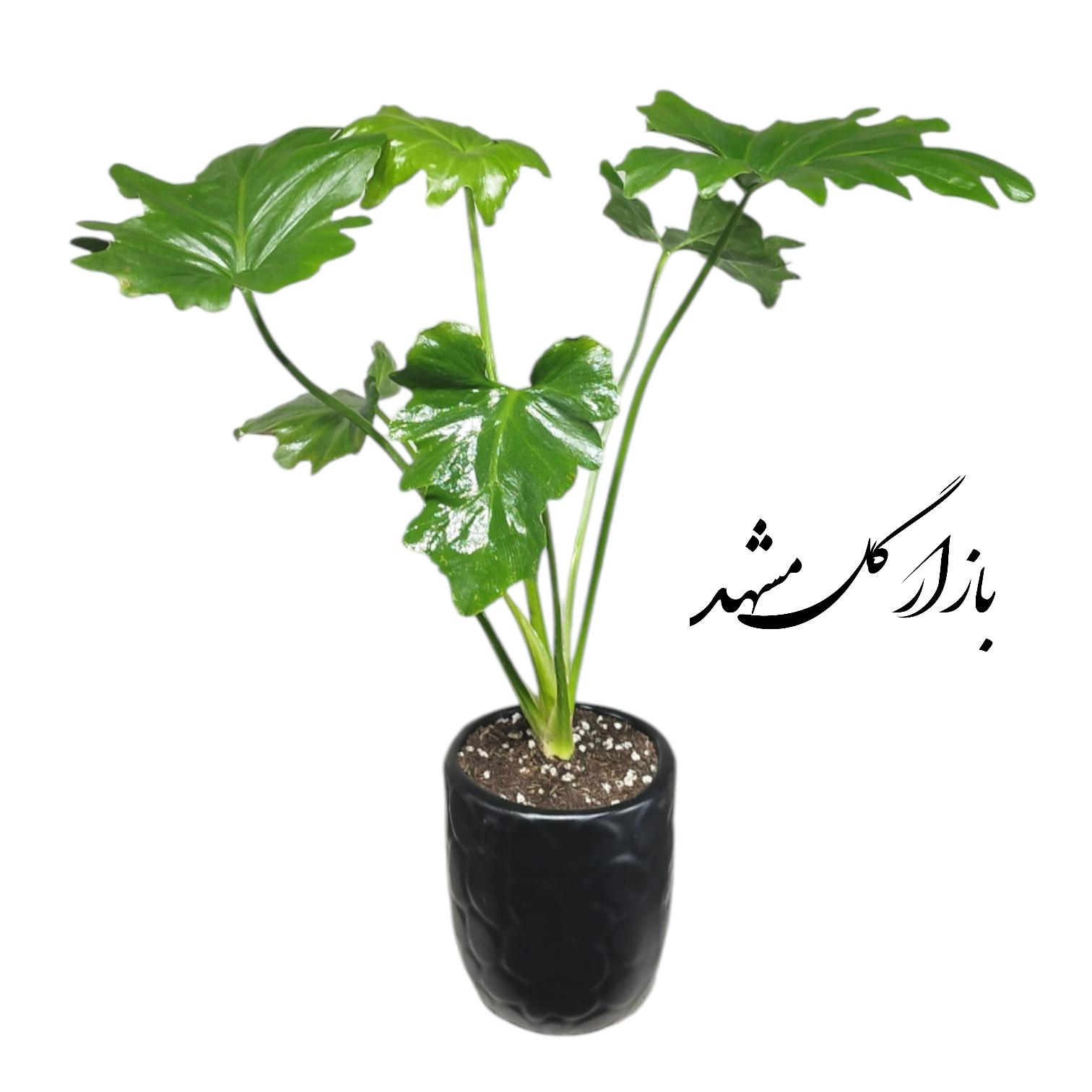 گیاه برگ انجیری بازار گل مشهد