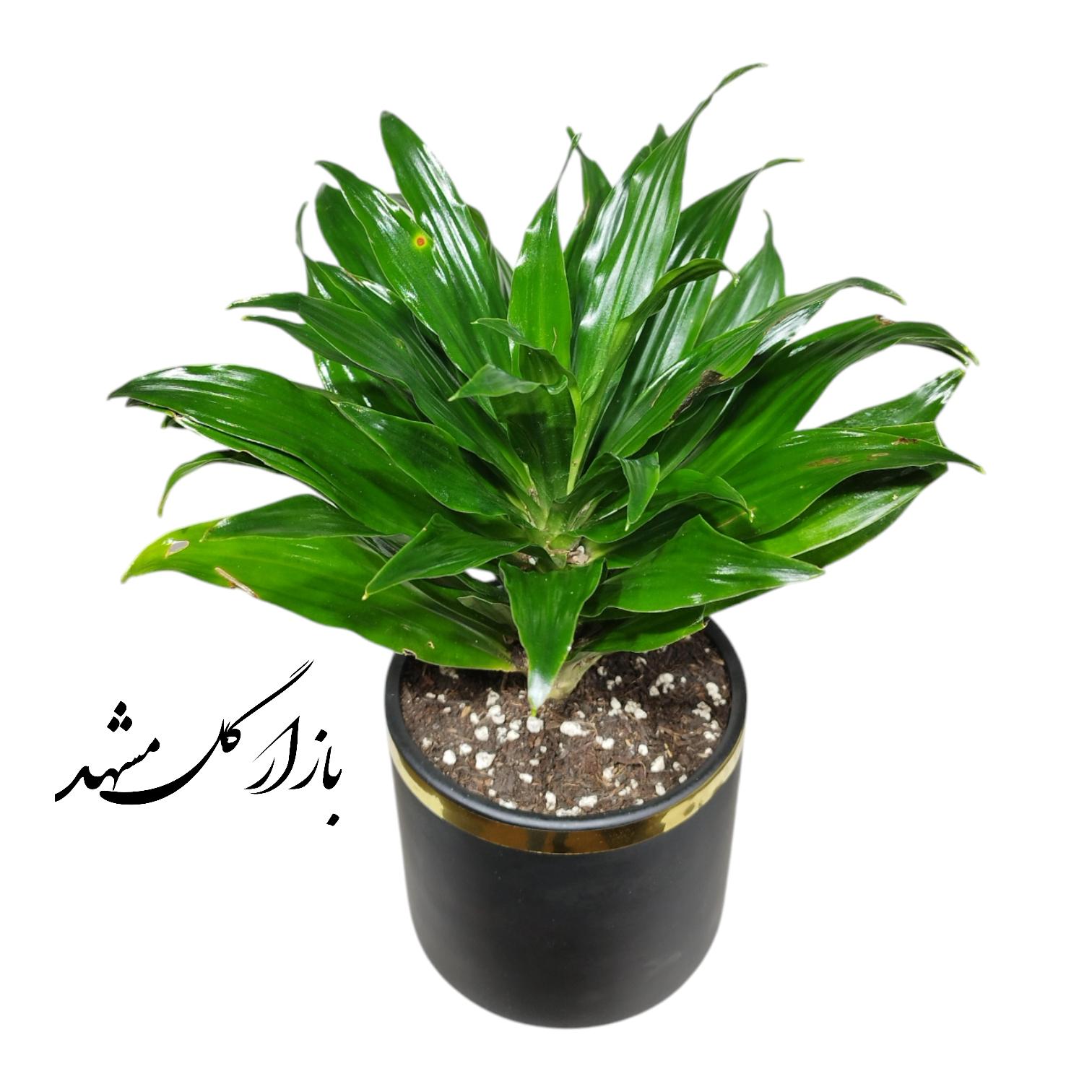 گیاه کامپکت بازار گل مشهد