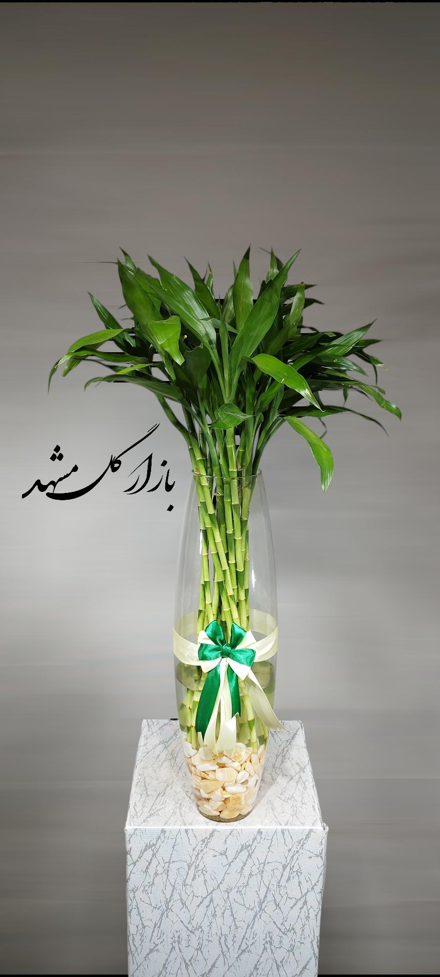گیاه بامبو بازار گل مشهد