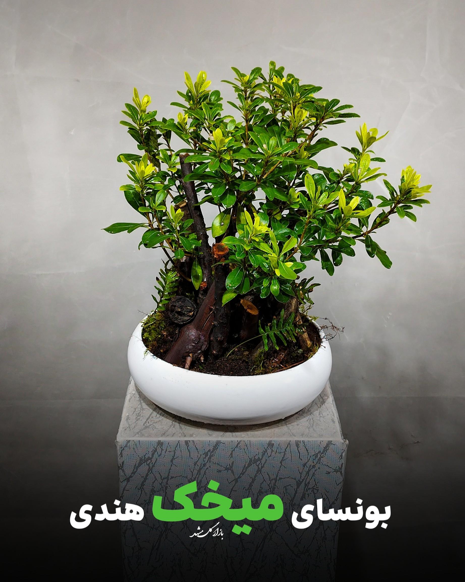 بنسای میخک بازار گل مشهد