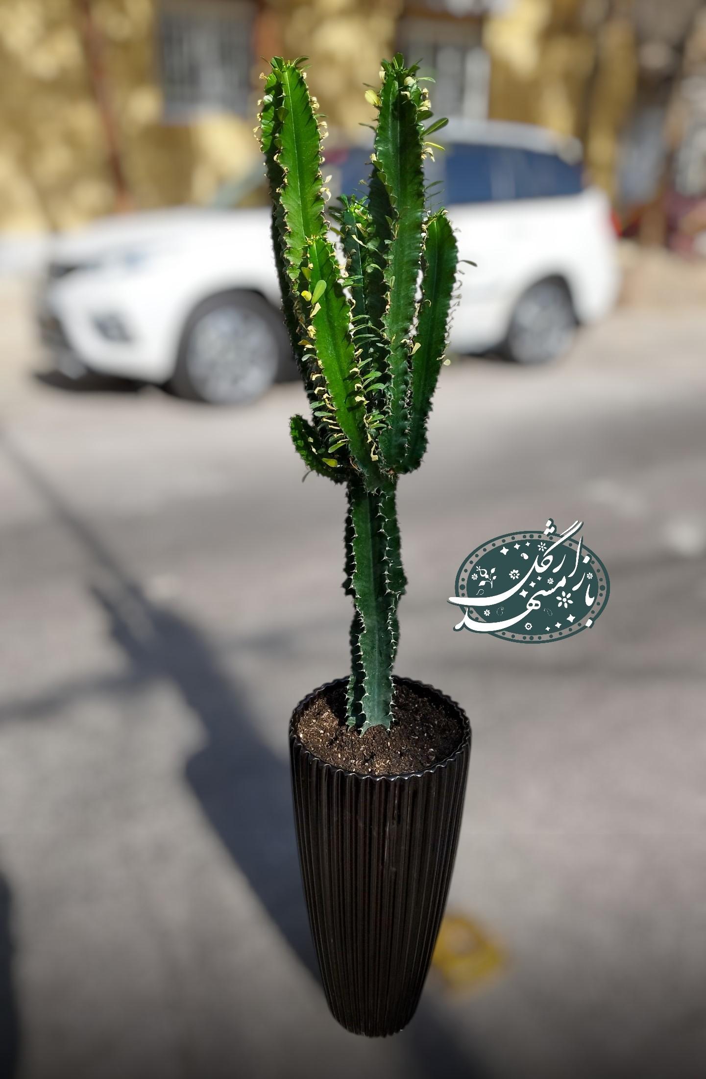 کاکتوس بزرگ گلفروشی مشهد