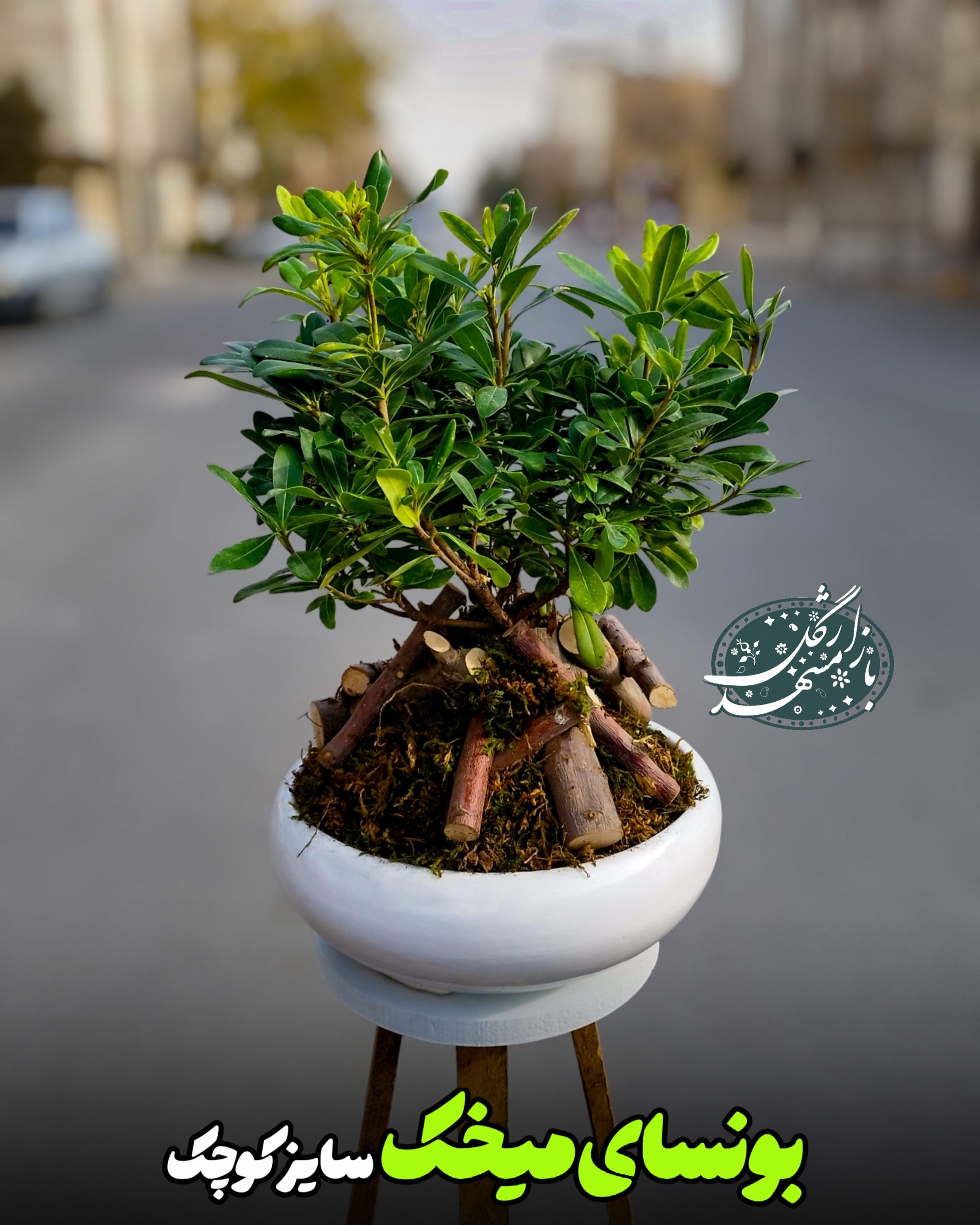 بونسای میخک گلفروشی مشهد